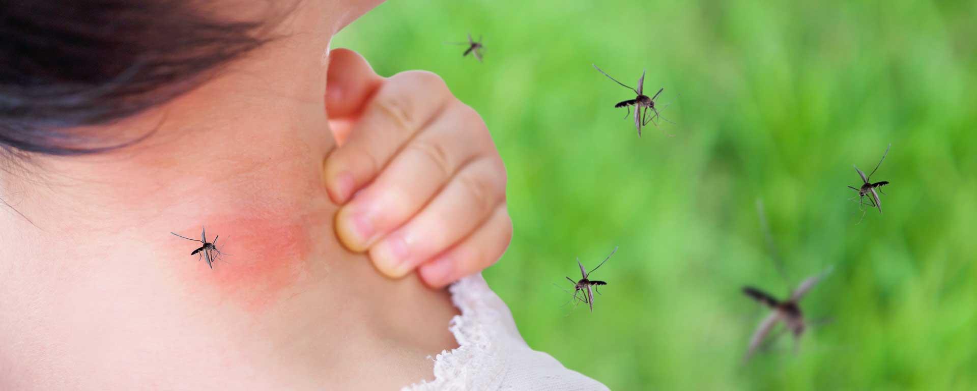 Mosquito Control