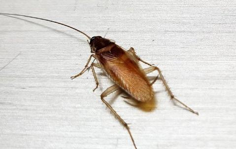 German Roach Elimination